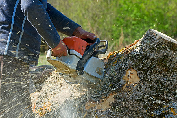 Best Affordable Tree Service  in Myrtle Creek, OR